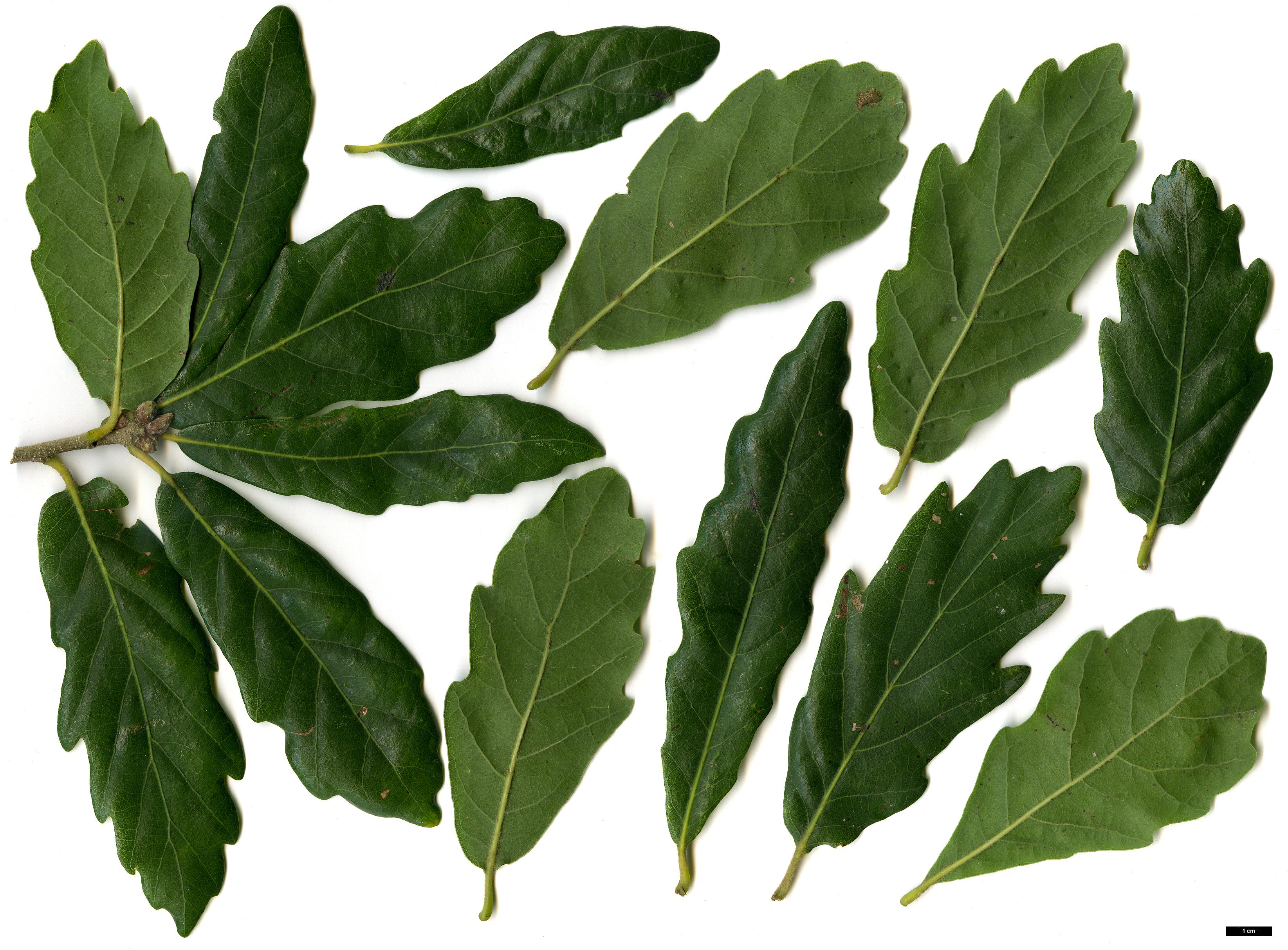 High resolution image: Family: Fagaceae - Genus: Quercus - Taxon: ×turneri - SpeciesSub: 'Pseudoturneri' (Q.ilex × Q.robur)